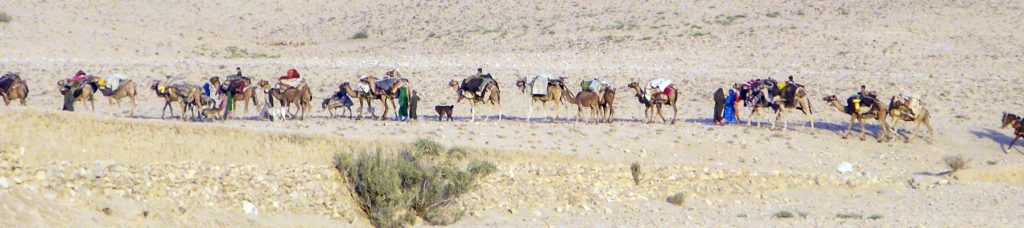 A line up of camels with people riding them.