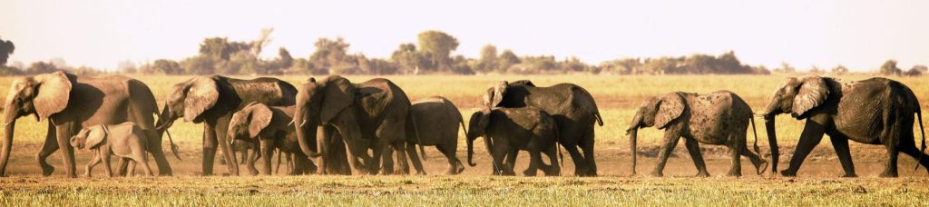 A group of elephants gathered together in an open field.