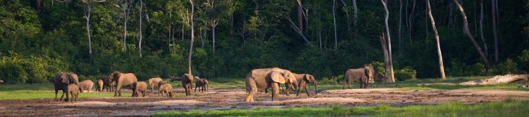 Image depicts a group of elephants gathered together near a water hole.