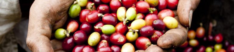 Close up image of fruits in a basket.