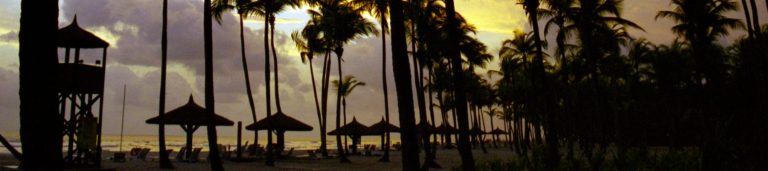 A dark image of palm trees along the ocean.