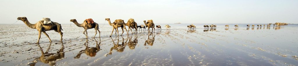 Image of camels in a line walking through a shallow body of water.