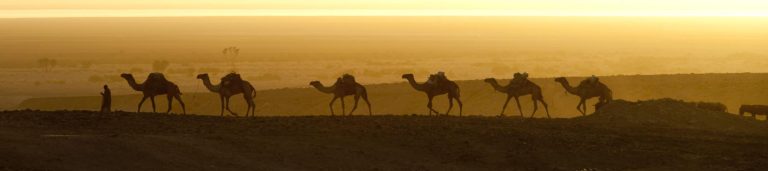 Image of camels in a line walking through the desert in Eritrea.