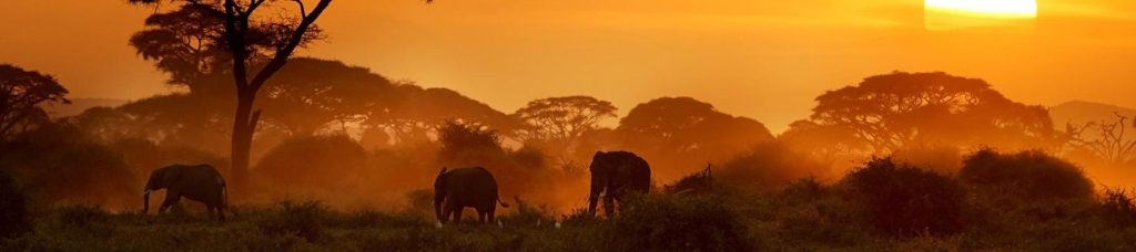 Wildlife in the bush of Kenya.