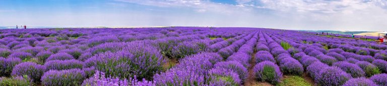 Purple flower field in Moldova