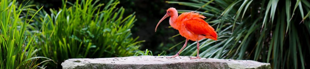 Trinidad Tobago